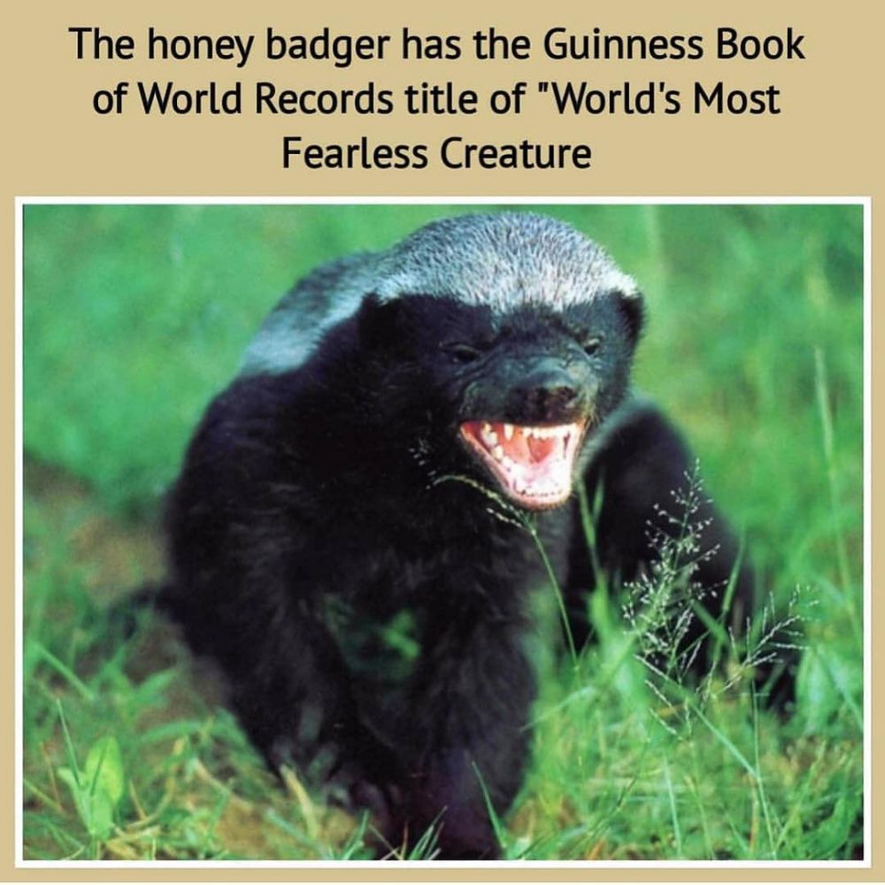 honey badger nick name