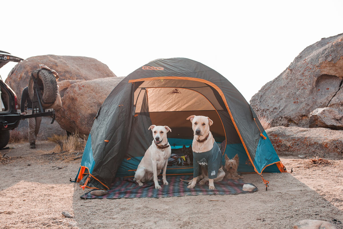 Dogs camping