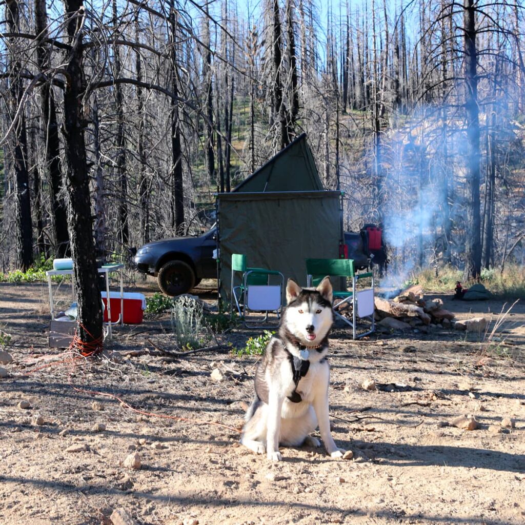 Husky in a base camp around Subaru Impreza Overlander